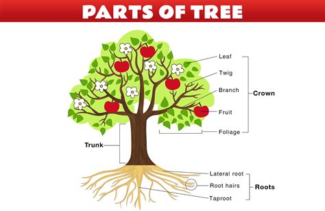 Parts Of Tree In Hindi And English पेड़ के हिस्से हिंदी और अंग्रेजी में Newbie Knowledge