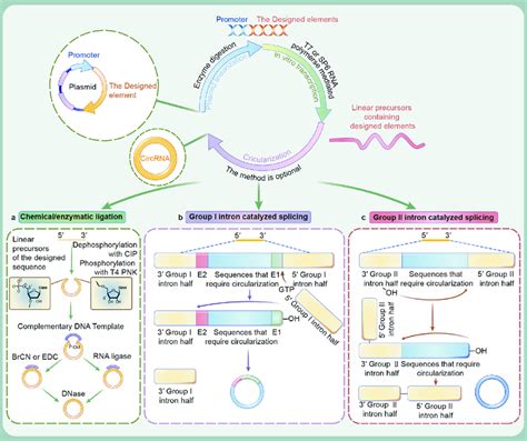 Schematic Illustration Of In Vitro Transcription Ivt Technology And Download Scientific