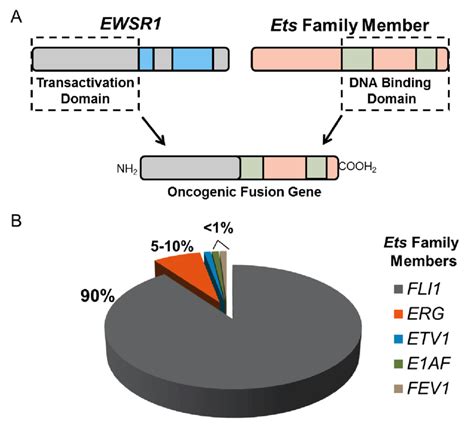 Visual Schematic Of The Ews Ets Fusion Gene A The Ews Ets