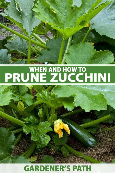 How To Trim Zucchini Plant Leaves GreenThumbsGuide