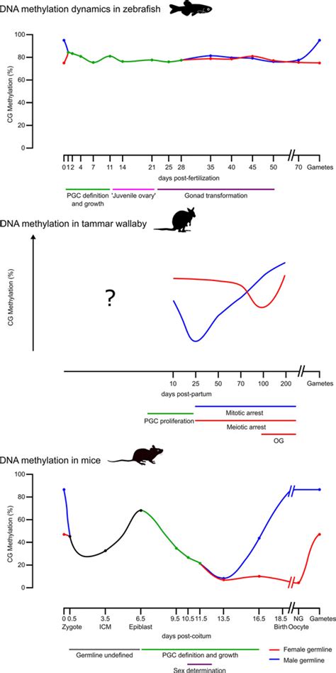 Dynamics Of DNA Methylation Dynamics In Zebrafish Tammar Wallaby And