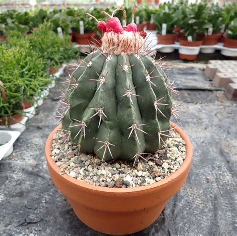 Melocactus caesius mit Cephalium Uhlig Kakteen Über 5000