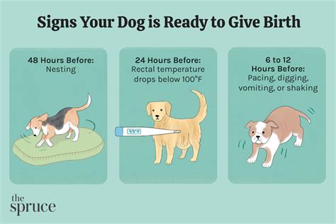 How Do You Know When Your Dog is in Labor: Signs to Look Out For - Dog ...