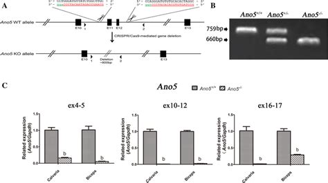 Generation And Genotyping Of Ano5−− Mice A Schematic Overview Of