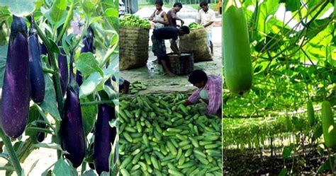 Vegetable farming becomes blessing for rural economy | Agriculture News