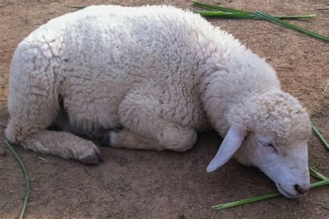 Enterotoxemia In Sheep Explained Sheepcaretaker