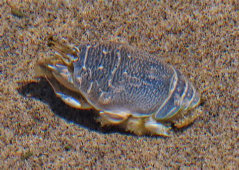 Emerita Analoga Pacific Sand Crab Or Pacific Mole Crab 10000 Things