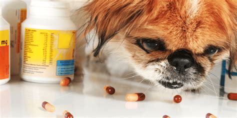 Can I Give My Dog Pain Medication? | TopDog Health