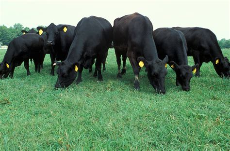 Cows Free Stock Photo Black Angus Cows Grazing In A Pasture