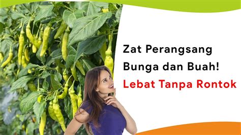 Zat Perangsang Bunga Dan Buah Auto Lebat Tanpa Rontok Youtube