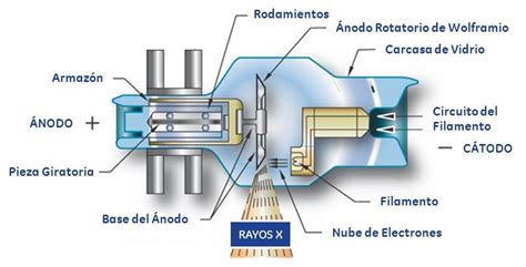 Radiolog A Y Anatom A Formacion De Los Rayos X