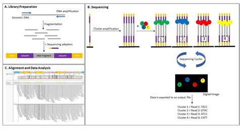 Principle Of Sequence Based Typing By Next Generation Sequencing A