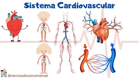 Sistema Cardiovascular Ensino Fundamental Ano Youtube