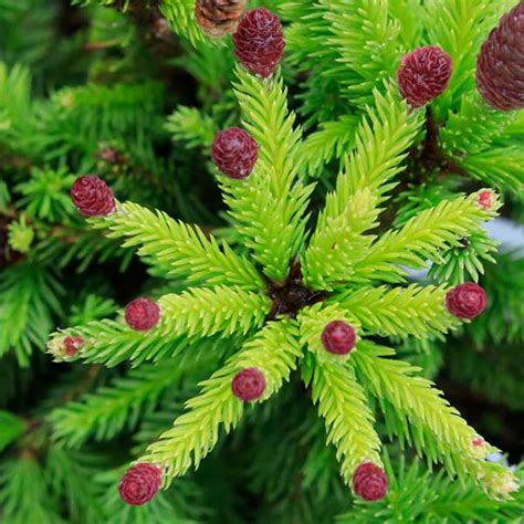 Picea Pusch Norway Spruce Sugar Creek Gardens