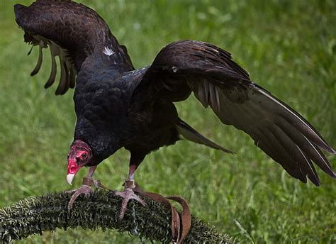 Wildlife Cannot Take Vulture Patients At This Time Wildlife