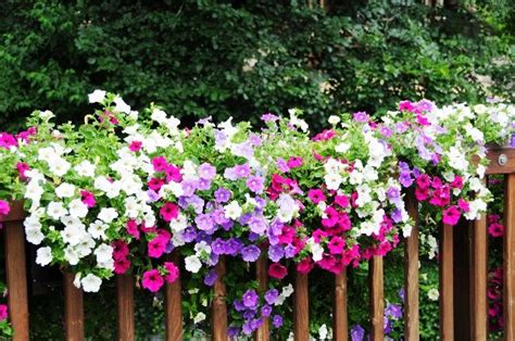 Rośliny zwisające na balkon i taras rośliny o wiszących pędach