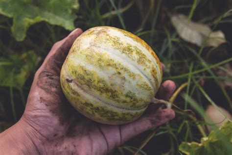 melon HD wallpapers, backgrounds