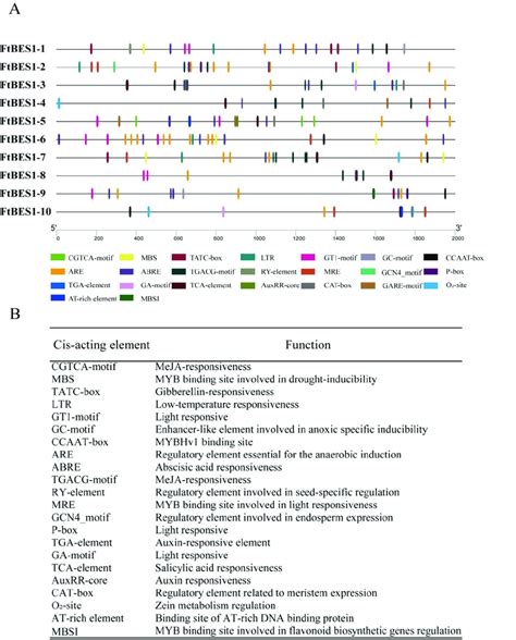 A Analysis Of Cis Acting Elements Of Ftbes1 Gene Promoter Different