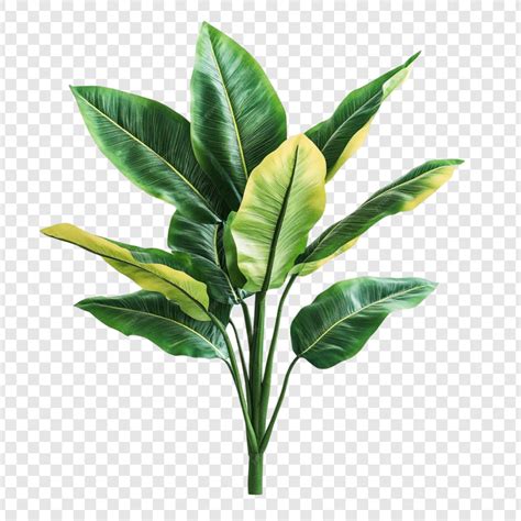 Lush Green Tropical Plant Vibrant Leaves Nature Beauty Tranquil Scene | AI-generated PSD