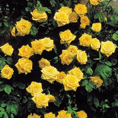 Buy Climbing Rose Golden Shower Affordable Gardens4youeu