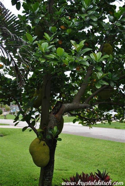 Jack Fruit Tree Images