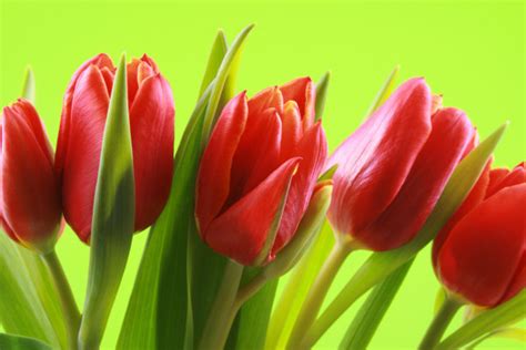 Tulips bouquet — Stock Photo © st-design #66264975