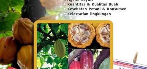 Modul Budidaya Alpukat Avokad Persea Americana Agrokompleks Kita