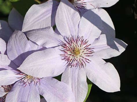 Clematis Bernadine Tm Evipo 061 Clematis Bernadine Tm Evipo 061