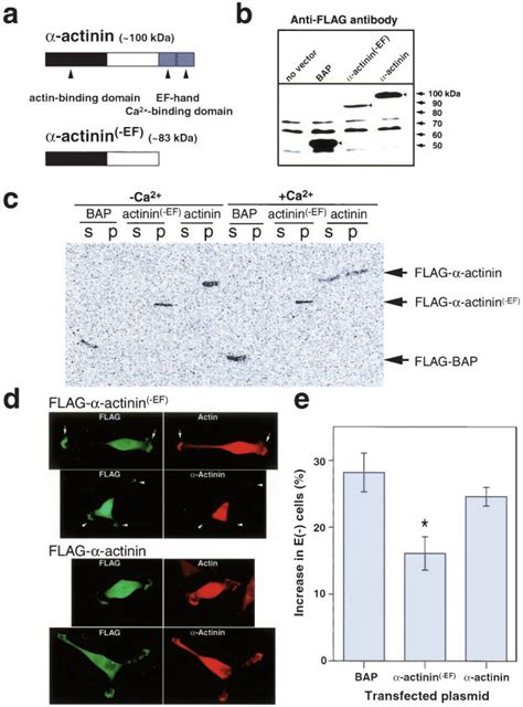 Overexpression Of Ca Insensitive Mutant Actinin Inhibits Lpa Induced