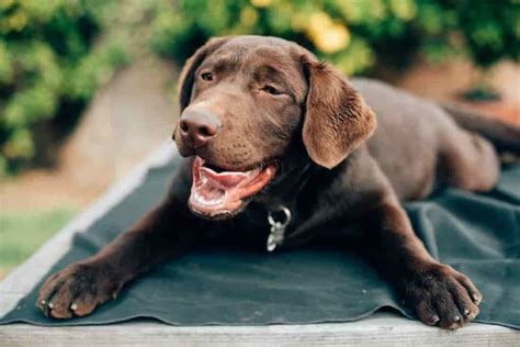 Liver Disease In Dogs - Symptoms, Treatment, and Diet