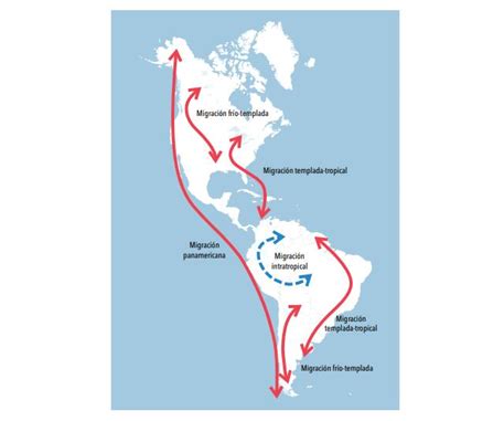 INFLUENZA AVIAR: INFORME DE RUTAS MIGRATORIAS AVES SILVESTRES EN AMÉRICA.