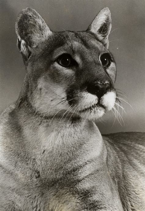 Why shasta in custody is the biggest news story in the state today 33