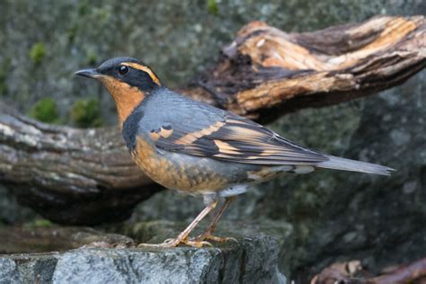 October Yard Birds Wings Over Skagit