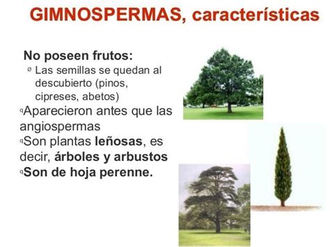 Lista De Plantas Gimnospermas