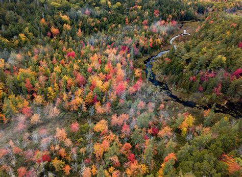 Fall Foliage Acadia National Park in Autumn Stock Image - Image of ...