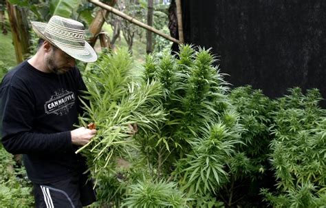 Qué necesita una planta de marihuana para su crecimiento Mota Radio