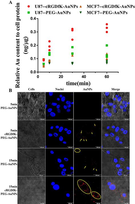 A Uptake Kinetics Of Peg Aunps And Crgdfk Peg Aunps In U87cells And Download Scientific