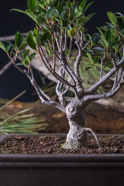 Premium Photo | Bonsai ficus retusa