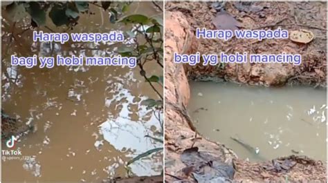 Viral Pria Beri Peringatan Memancing Di Rawa Rawa Hewan Yang Muncul