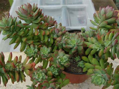 Sedum cuspidatum - World of Succulents