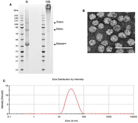 Frontiers A Universal Plug And Display Vaccine Carrier Based On Hbsag