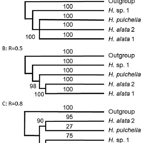 Three Different Topologies Of Hosta Phylogenetic Trees Reconstructed On