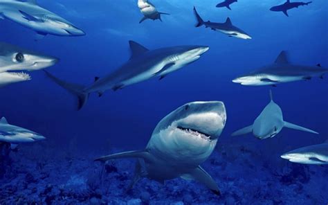 Sharks Down Under – Amazing Australian Shark Facts - Ocean Life Education