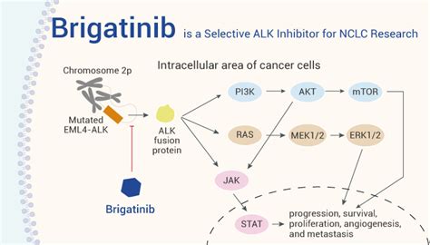 Brigatinib Is A Selective Alk Inhibitor For Nsclc Research Network Of