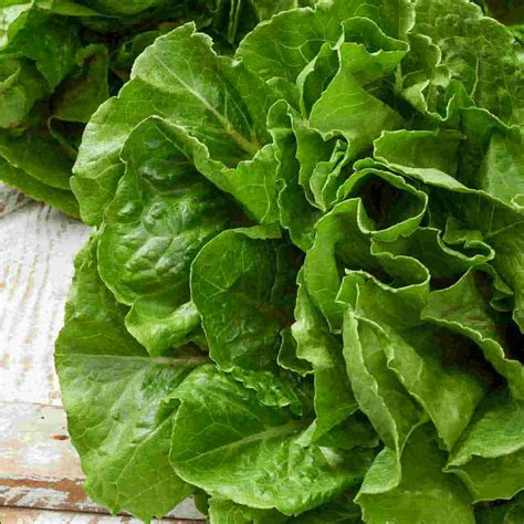 Buttercrunch Lettuce O Plantnmore