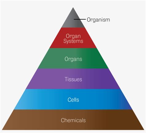 Diagram Of A Six Layer Pyramid To Represent The Hierarchical Triangle