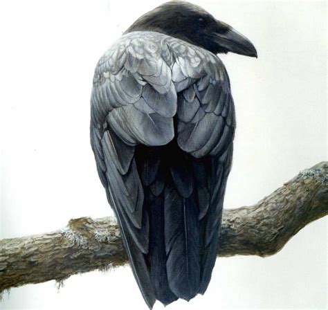 Robert Bateman On Nature And The High Priests Of High Art Raven