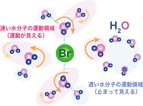 イオン周りの水分子は水素結合を素早く組み替えていた―水和物結晶中の水分子の運動を中性子で観測― Cross中性子科学センター