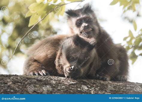 Brown Striped Tufted Capuchin Monkey Stock Image Image Of Jungle