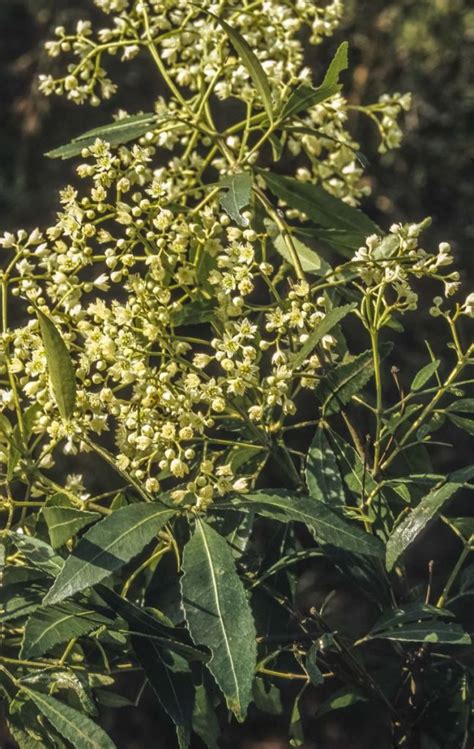 Ceratopetalum Gummiferum Australian Plants Society